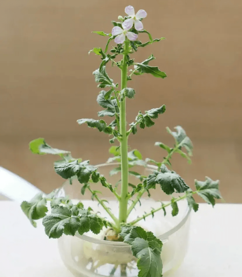 水培萝卜,给水就能开花