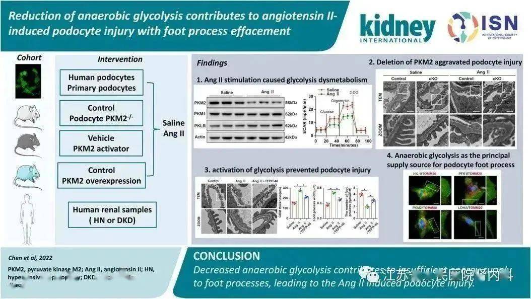 2023年腎臟病學新進展4 | 腎小球疾病進展一:足細