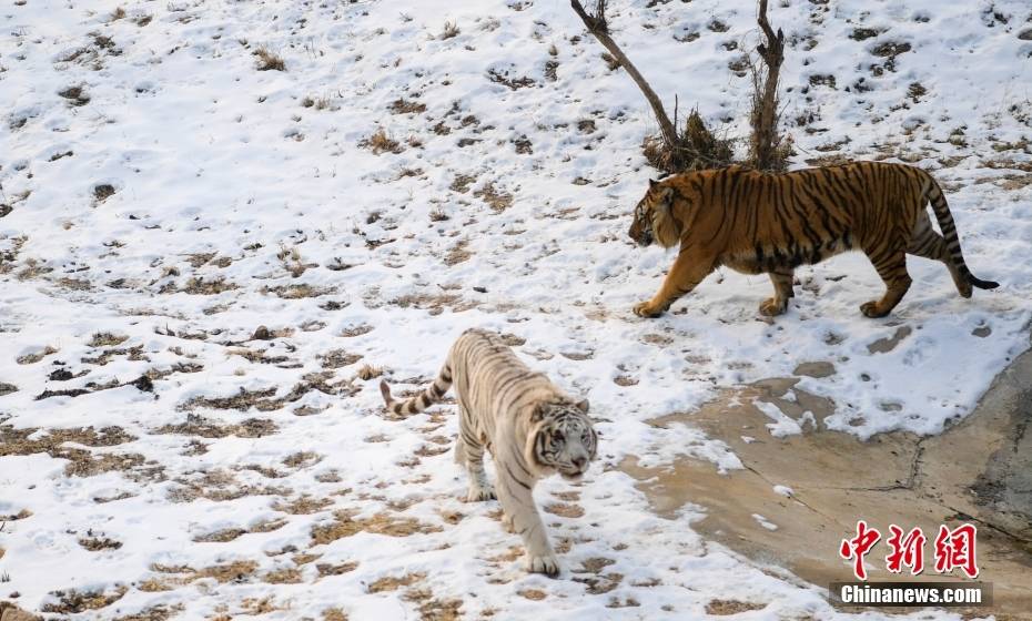 山东济南 猛虎开启雪地撒欢模式