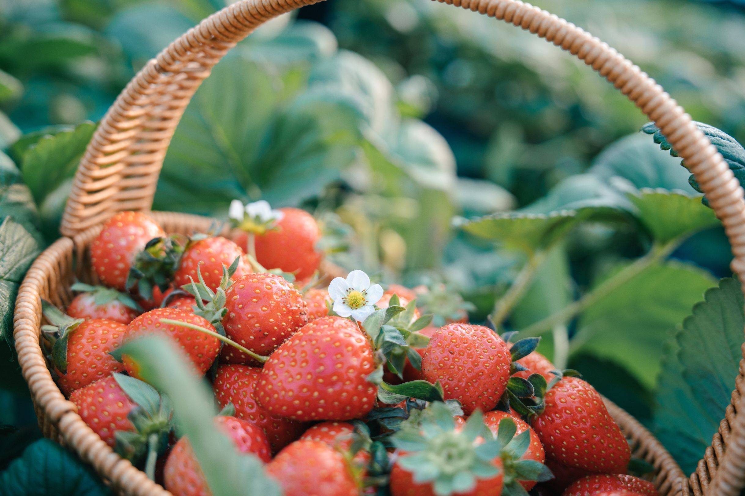 "头茬"草莓开采 快来宝山罗泾体验采摘乐趣_价格_正式上市_自然