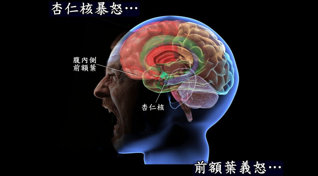 一個是以杏仁核(amygdala) 為主的邊緣系統(limbic