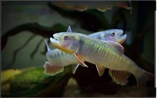 每天认识一种鱼(65)丨马口鱼:激流勇进,我是溪哥!_养殖_生活_小溪