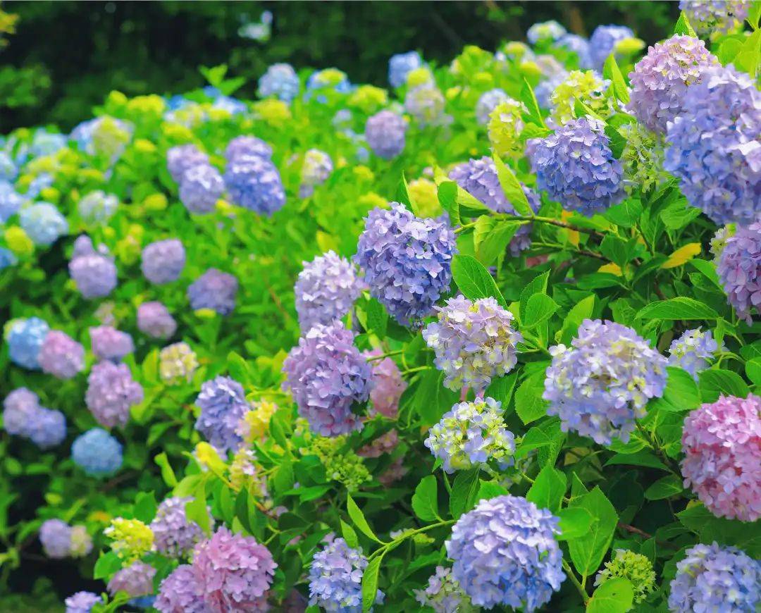 粉,蓝色的绣球花一团团,一簇簇在观山湖公园的转角贵阳贵安之夏于观山