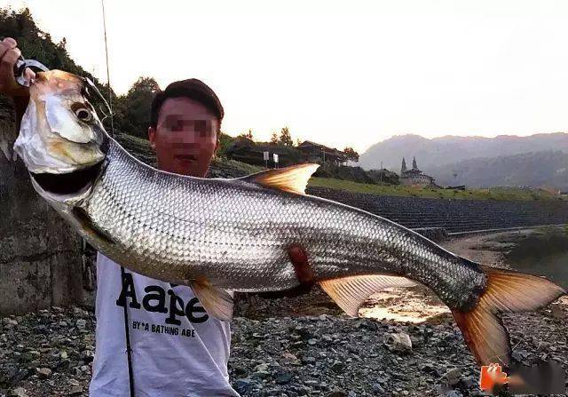 白魚_味道_興凱湖