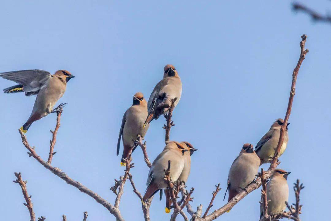 太平鳥亮相成縣_小灣村_紅色_樹木