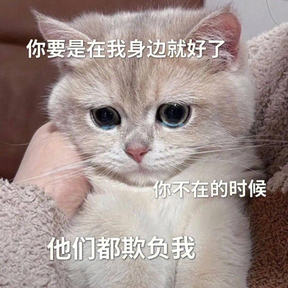 超撩人的猫咪情侣表情包 勾引到我了